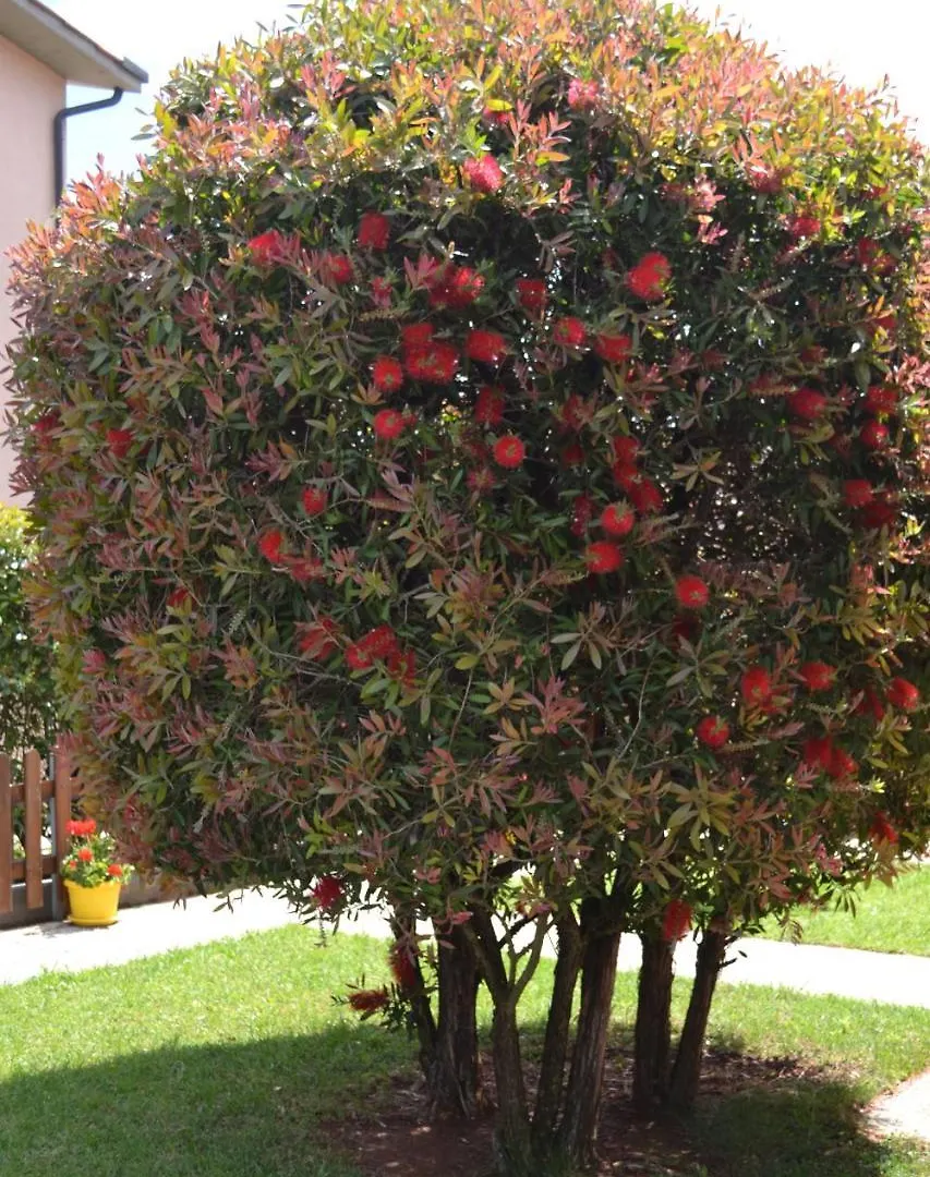 Callistemon Bed & Breakfast Porto Azzurro 0*,