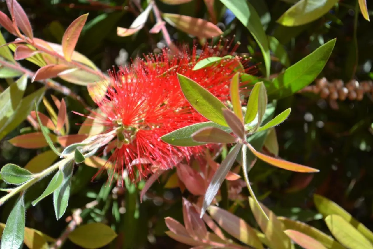Callistemon Bed & Breakfast Porto Azzurro