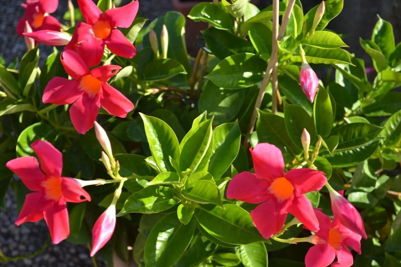 Callistemon Bed & Breakfast Porto Azzurro